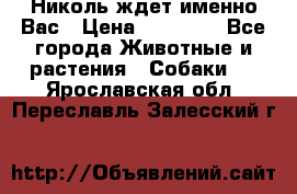 Николь ждет именно Вас › Цена ­ 25 000 - Все города Животные и растения » Собаки   . Ярославская обл.,Переславль-Залесский г.
